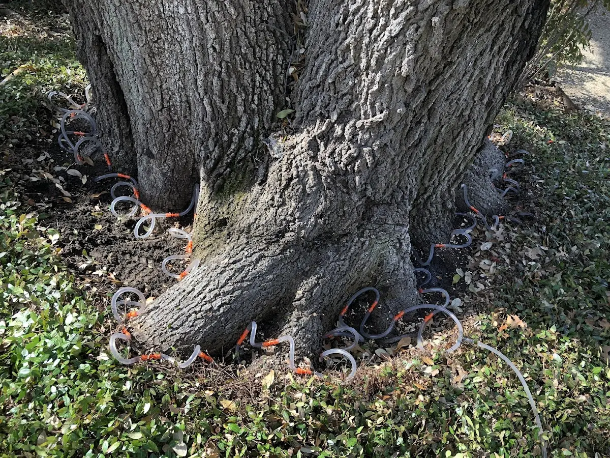 Detailed Shrub and Hedge Trimming job site in Montverde